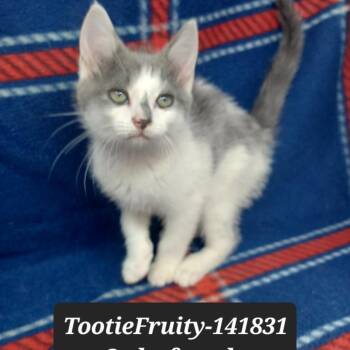 Tootie Fruity -  Domestic Short Hair Cat for Adoption in New Tazewell, Tennessee - Tootie Fruity | PetCurious