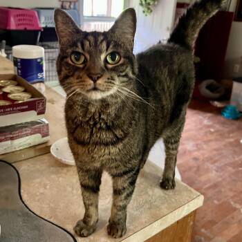 Rescue Tabby and Domestic Short Hair Cats for Adoption in Knoxville, Tennessee - Baby | PetCurious