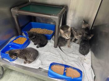 Crunch -  Domestic Short Hair Cat for Adoption in Danielsville, Georgia - Crunch | PetCurious