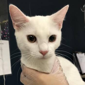 Sweet Dee -  Domestic Short Hair Cat for Adoption in Newark, New Jersey - Sweet Dee | PetCurious
