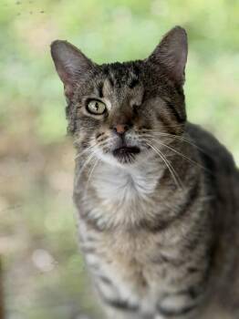 Rescue Domestic Short Hair Cats for Adoption in Washington, North Carolina - Joey | PetCurious
