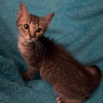 London -  Tabby and Domestic Short Hair Cat for Adoption in Columbia, South Carolina - London | PetCurious