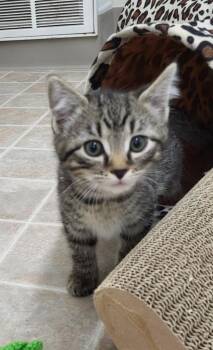 Domestic Short Hair Cats Available for Adoption in Medford, Wisconsin - Willow | PetCurious