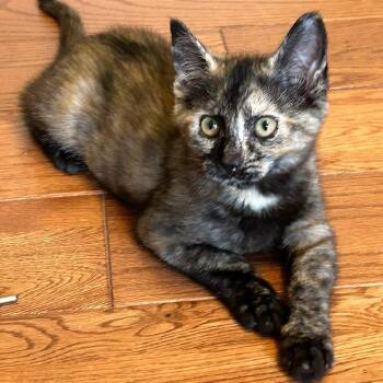 Sardine -  Domestic Short Hair Cat for Adoption in Middlebury, Vermont - Sardine | PetCurious