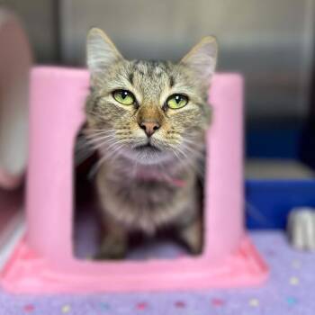 Natalie-at Petsmart Madison East -  Domestic Short Hair Cat for Adoption in Madison, Wisconsin - Natalie-at Petsmart Madison East | PetCurious
