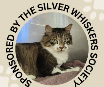 JACK -  Domestic Medium Hair Cat for Adoption in Santa Cruz, California - JACK | PetCurious
