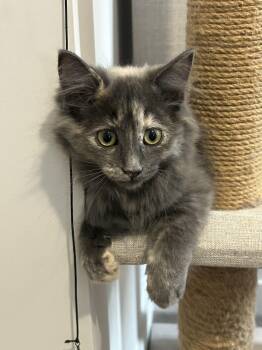 Agnes -  Domestic Medium Hair Cat for Adoption in Wakefield, Quebec - Agnes | PetCurious