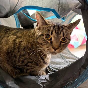 Domestic Short Hair Cats Available for Adoption - Aubren | PetCurious