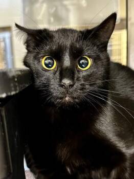 Silk -  Domestic Short Hair Cat Available for Adoption in Wichita, Kansas - Silk | PetCurious
