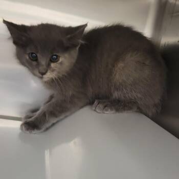 Rapunzel -  Domestic Short Hair Cat Available for Adoption in TIMBERCRK CYN, Texas - Rapunzel | PetCurious