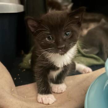 Tug -  Domestic Short Hair Cat for Adoption in Nampa, Idaho - Tug | PetCurious