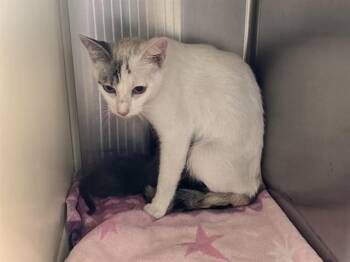 CHANTERELLE -  Domestic Short Hair Cat for Adoption in Colorado Springs, Colorado - CHANTERELLE | PetCurious