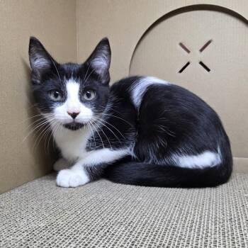Husk (Pre-adoption) -  Domestic Short Hair Cat for Adoption in Chilliwack, British Columbia - Husk (Pre-adoption) | PetCurious