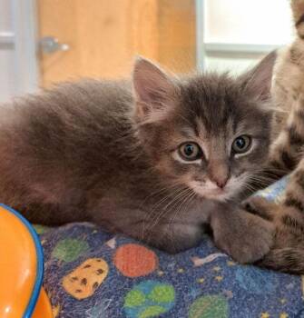 Gilbert -  Domestic Medium Hair Cat for Adoption in Oakland, California - Gilbert | PetCurious