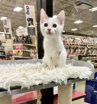 Rescue Turkish Van and Tabby Cats for Adoption in Tustin, California - Sundance | PetCurious