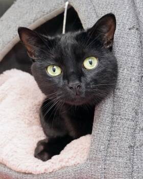 Roo -  Domestic Short Hair Cat for Adoption in Novato, California - Roo | PetCurious
