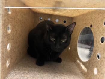 Rescue Domestic Short Hair Cats for Adoption in New York, New York - Frankenstein | PetCurious