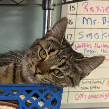 Rescue Domestic Short Hair Cats for Adoption in Seneca, South Carolina - Hanselina $50 | PetCurious