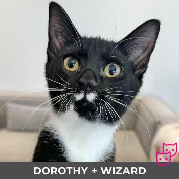 Domestic Short Hair Cats Available for Adoption - Dorothy (bonded With Wizard) | PetCurious