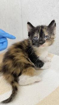 Felicity -  Domestic Short Hair Cat for Adoption in Honolulu, Hawaii - Felicity | PetCurious