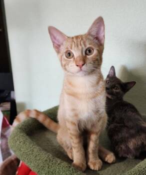 Orville -  Domestic Short Hair Cat for Adoption in Phoenix, Arizona - Orville | PetCurious
