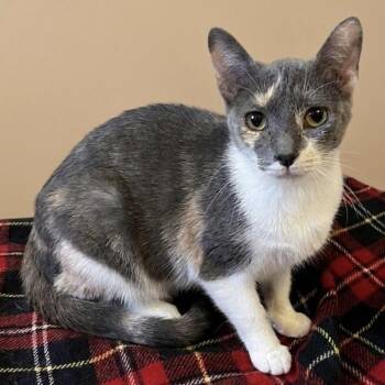 Pippa -  Domestic Short Hair Cat for Adoption in Liverpool, Texas - Pippa | PetCurious