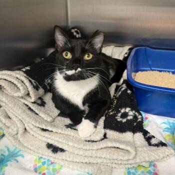 Mason -  Domestic Short Hair Cat for Adoption in Jupiter, Florida - Mason | PetCurious
