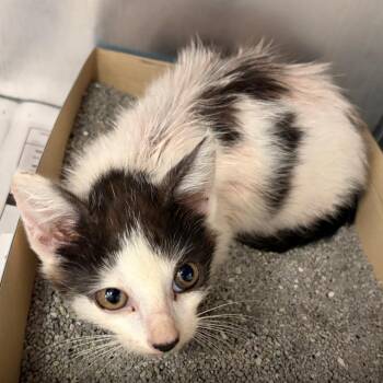 Zachary -  Domestic Medium Hair Cat for Adoption in Charleston, West Virginia - Zachary | PetCurious
