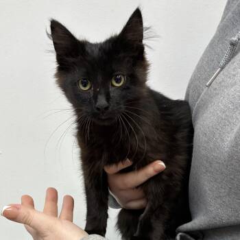 Jet -  Domestic Short Hair Cat for Adoption in Las Vegas, Nevada - Jet | PetCurious