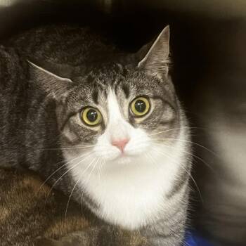 Laura -  Domestic Short Hair Cat for Adoption in Burlington, Ontario - Laura | PetCurious
