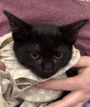 Peanut Butter -  Domestic Short Hair Cat for Adoption in Fishers, Indiana - Peanut Butter | PetCurious