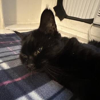 Domestic Short Hair Cats Available for Adoption in Philadelphia, Pennsylvania - Kisses | PetCurious