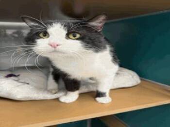 Baxter -  Domestic Short Hair Cat for Adoption in Largo, Florida - Baxter | PetCurious