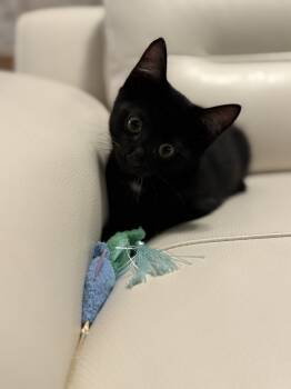 Rescue Domestic Short Hair Cats for Adoption in Brandon, Florida - Oliver | PetCurious