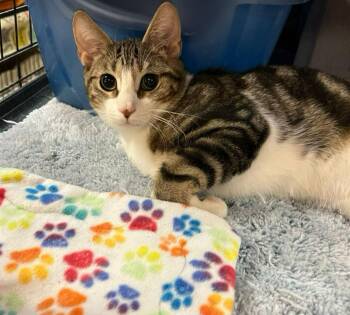 Domestic Short Hair Cats Available for Adoption - Allen | PetCurious