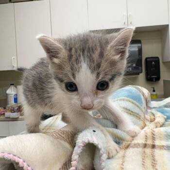 Zara 26-05-148 -  Domestic Short Hair Cat for Adoption in Bastrop, Texas - Zara 26-05-148 | PetCurious