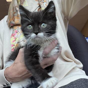 Marvin -  Domestic Short Hair Cat for Adoption in Calgary, Alberta - Marvin | PetCurious
