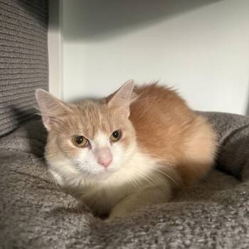 Augusta -  Domestic Medium Hair Cat for Adoption in Fredericksburg, Virginia - Augusta | PetCurious