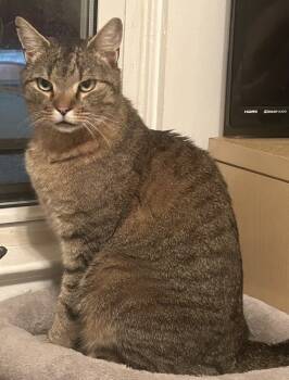 Rescue Domestic Short Hair Cats for Adoption in Greenville, South Carolina - Big Boy LW | PetCurious