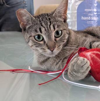 Cathy -  Tabby Cat for Adoption - Cathy | PetCurious