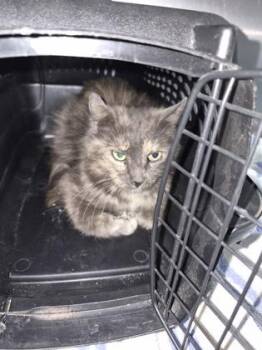WaterLeo -  Domestic Long Hair and Domestic Short Hair Cat for Adoption in Simcoe, Ontario - WaterLeo | PetCurious