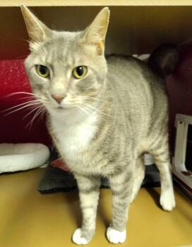 Mr. Kitty -  Domestic Short Hair Cat for Adoption in Ipswich, Massachusetts - Mr. Kitty | PetCurious