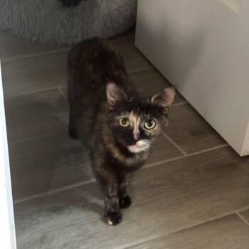 Suzette 2 -  Domestic Short Hair Cat for Adoption in Bulverde, Texas - Suzette 2 | PetCurious