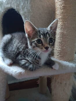 Rescue Domestic Short Hair Cats for Adoption in Broomall, Pennsylvania - Sid | PetCurious