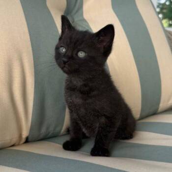 Muffin 5779 C -  Domestic Short Hair Cat for Adoption in Frankfort, Kentucky - Muffin 5779 C | PetCurious