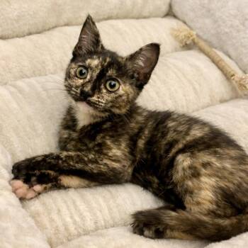 Olive -  Tortoiseshell Cat for Adoption in Bethel, Connecticut - Olive | PetCurious