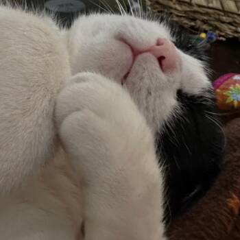 Domestic Short Hair Cats Available for Adoption - Bennito C11068 | PetCurious