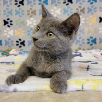Melton -  Russian Blue Cat for Adoption in Alpine, Texas - Melton | PetCurious