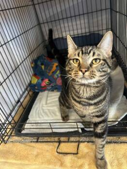 Rescue Domestic Short Hair and Tabby Cats for Adoption - King Parmesan | PetCurious