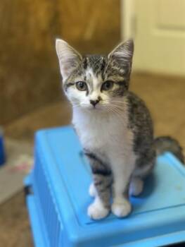 FLO -  Domestic Short Hair Cat for Adoption in Westminster, Maryland - FLO | PetCurious